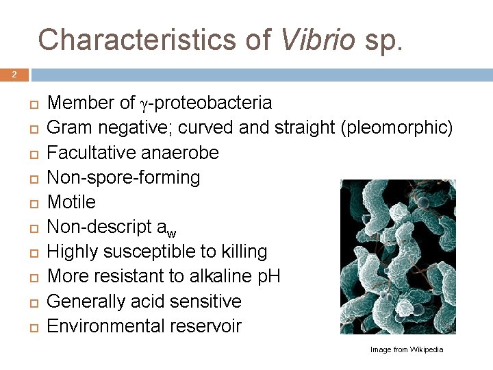 Characteristics of Vibrio sp. 2 Member of g-proteobacteria Gram negative; curved and straight (pleomorphic)