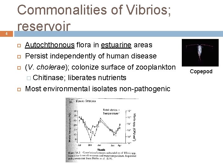 4 Commonalities of Vibrios; reservoir Autochthonous flora in estuarine areas Persist independently of human