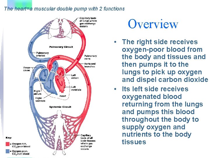 The heart=a muscular double pump with 2 functions Overview • The right side receives