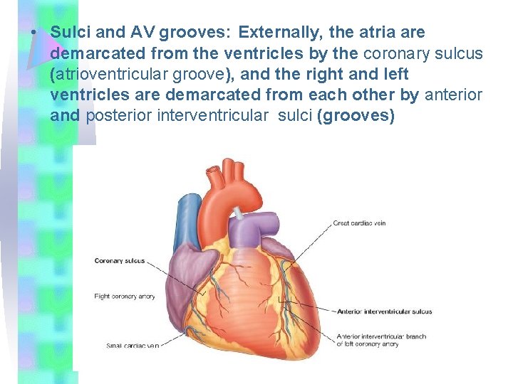  • Sulci and AV grooves: Externally, the atria are demarcated from the ventricles