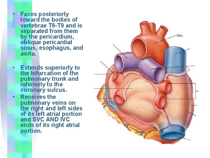  • Faces posteriorly toward the bodies of vertebrae T 6 -T 9 and