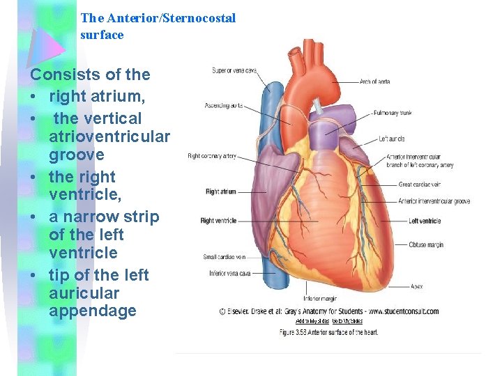 The Anterior/Sternocostal surface Consists of the • right atrium, • the vertical atrioventricular groove