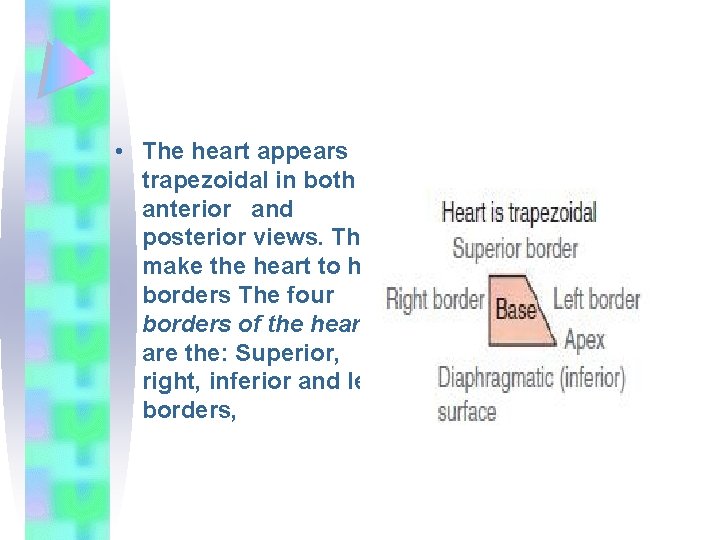  • The heart appears trapezoidal in both anterior and posterior views. This make