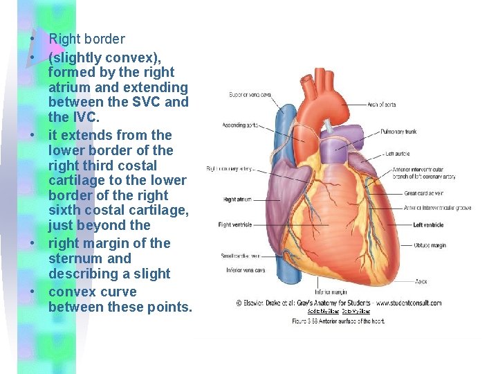  • Right border • (slightly convex), formed by the right atrium and extending