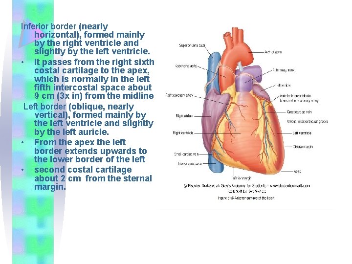 Inferior border (nearly horizontal), formed mainly by the right ventricle and slightly by the