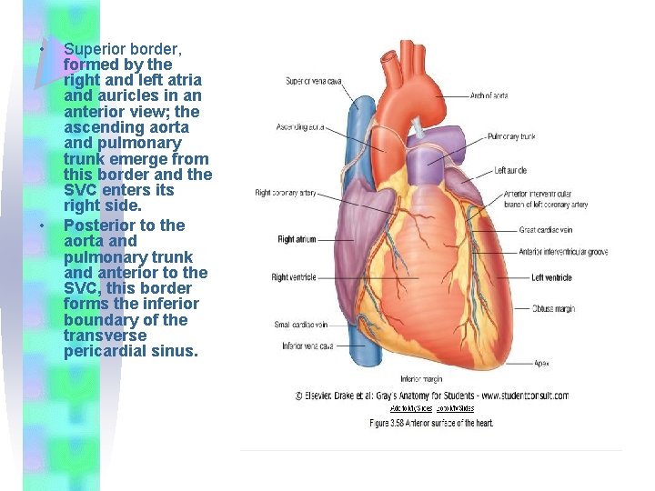  • • Superior border, formed by the right and left atria and auricles