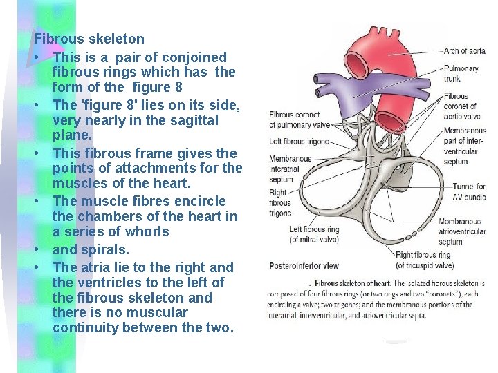 Fibrous skeleton • This is a pair of conjoined fibrous rings which has the