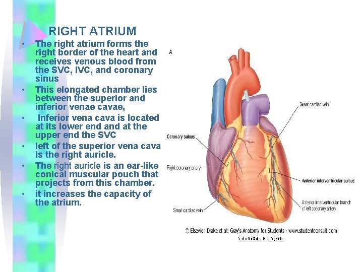 RIGHT ATRIUM • • • The right atrium forms the right border of the