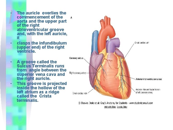  • • The auricle overlies the commencement of the aorta and the upper