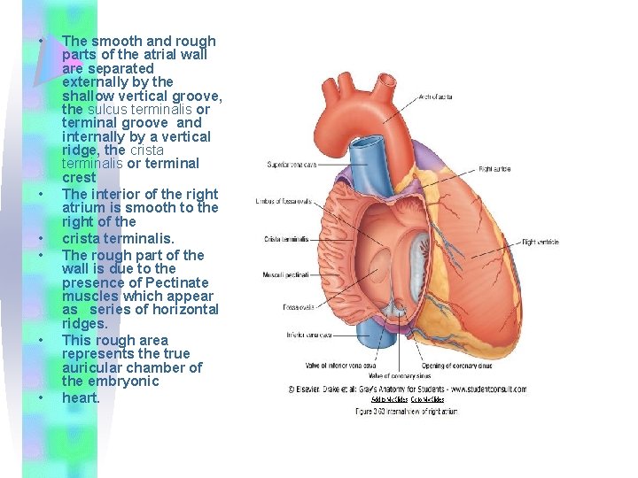  • • • The smooth and rough parts of the atrial wall are