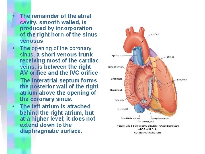  • The remainder of the atrial cavity, smooth walled, is produced by incorporation