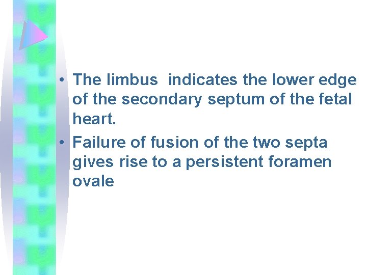  • The limbus indicates the lower edge of the secondary septum of the