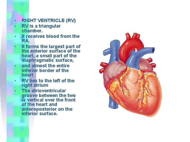  • • RIGHT VENTRICLE (RV) RV is a triangular chamber. it receives blood