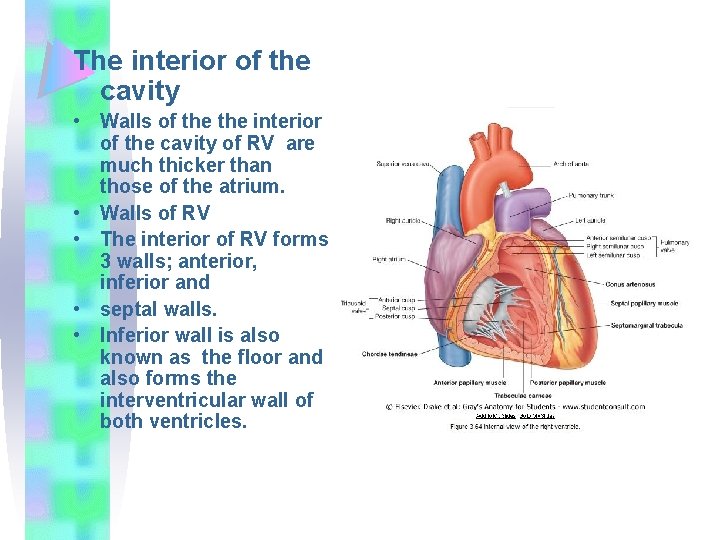 The interior of the cavity • Walls of the interior of the cavity of