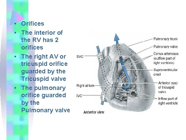  • Orifices • The interior of the RV has 2 orifices • The