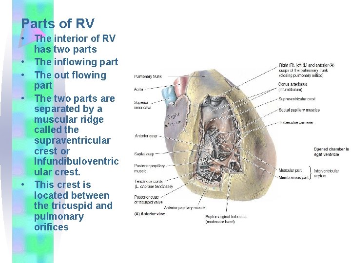 Parts of RV • The interior of RV has two parts • The inflowing