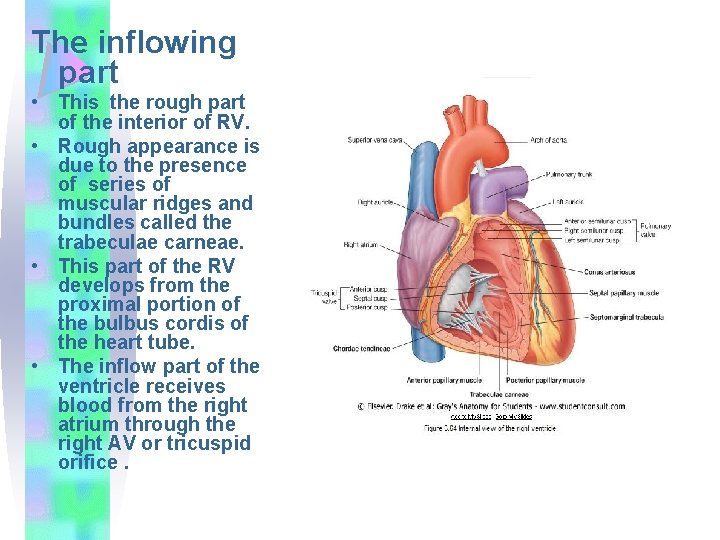 The inflowing part • This the rough part of the interior of RV. •