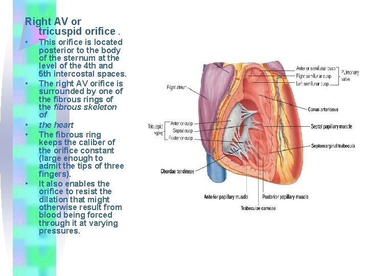 Right AV or tricuspid orifice. • • • This orifice is located posterior to