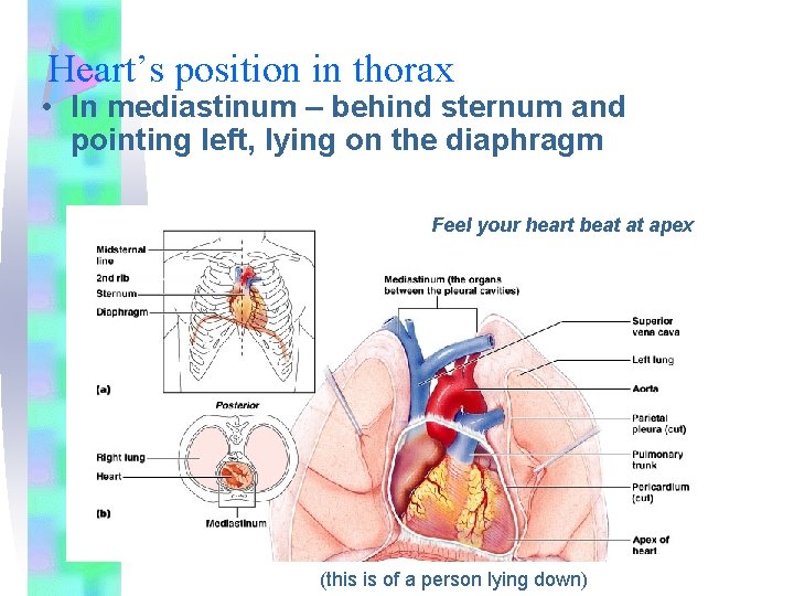 Heart’s position in thorax • In mediastinum – behind sternum and pointing left, lying