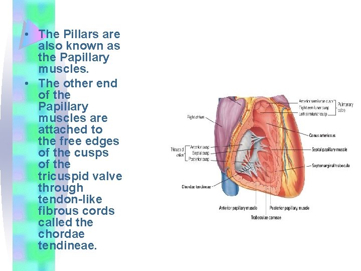  • The Pillars are also known as the Papillary muscles. • The other