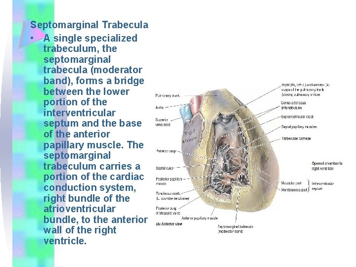 Septomarginal Trabecula • A single specialized trabeculum, the septomarginal trabecula (moderator band), forms a