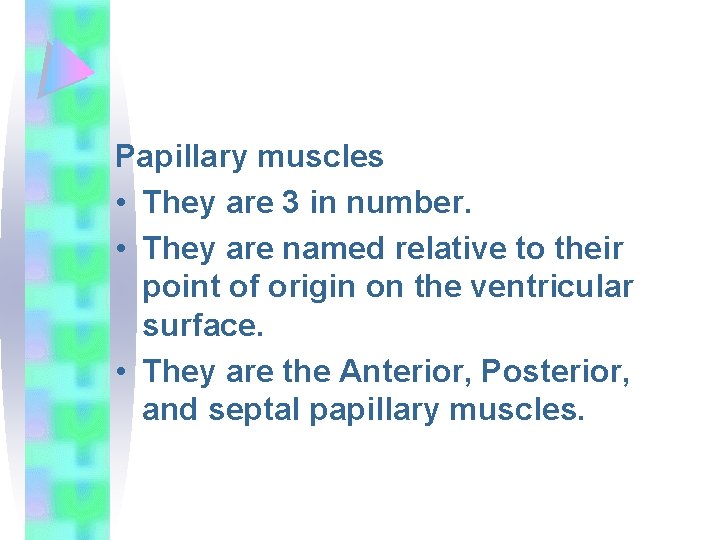 Papillary muscles • They are 3 in number. • They are named relative to