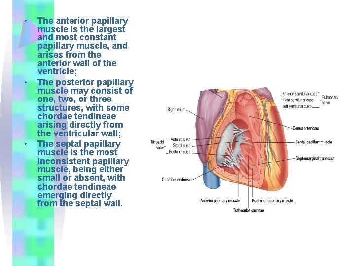  • • • The anterior papillary muscle is the largest and most constant