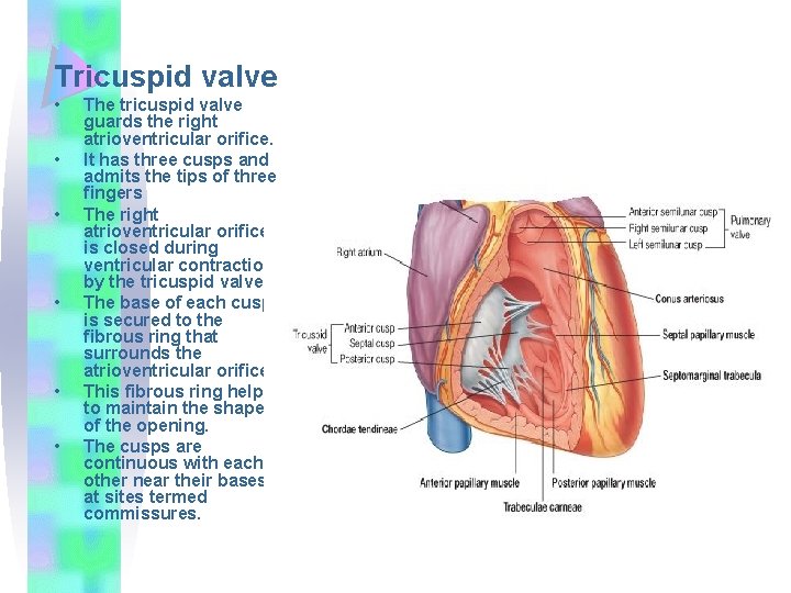 Tricuspid valve • • • The tricuspid valve guards the right atrioventricular orifice. It
