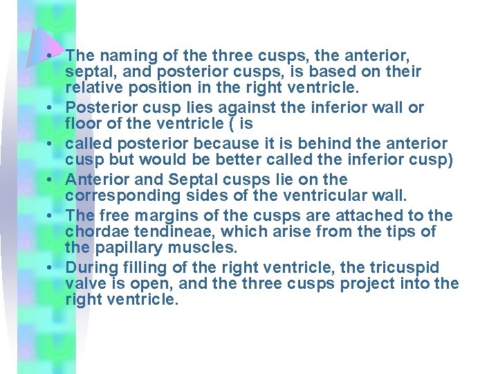  • The naming of the three cusps, the anterior, septal, and posterior cusps,