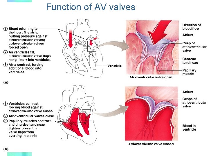 Function of AV valves 