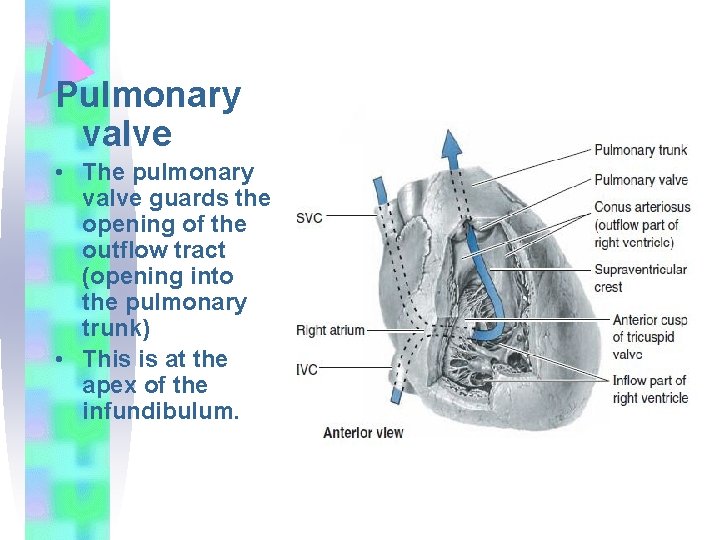 Pulmonary valve • The pulmonary valve guards the opening of the outflow tract (opening