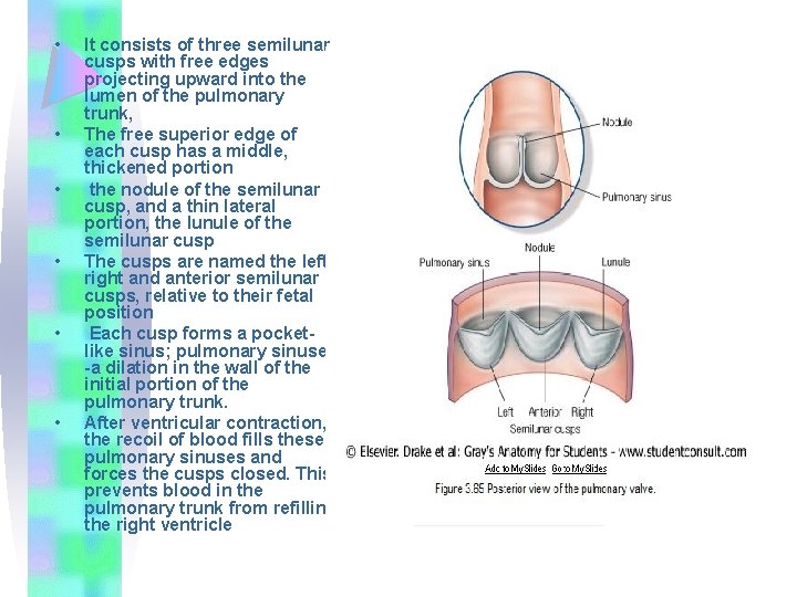  • • • It consists of three semilunar cusps with free edges projecting