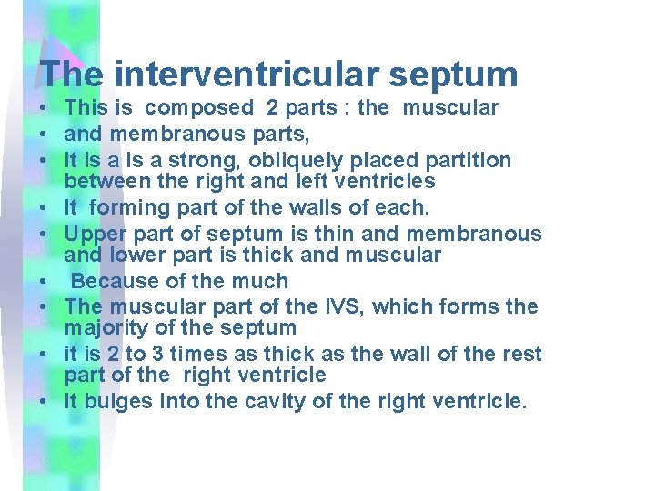 The interventricular septum • This is composed 2 parts : the muscular • and