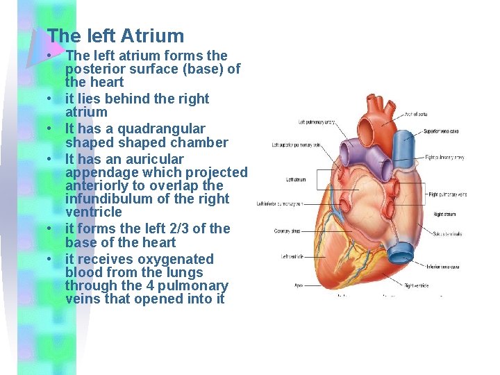The left Atrium • The left atrium forms the posterior surface (base) of the