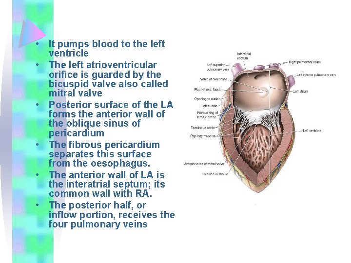  • It pumps blood to the left ventricle • The left atrioventricular orifice