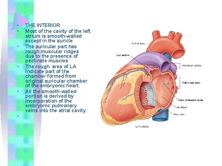  • • • THE INTERIOR Most of the cavity of the left atrium