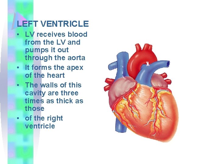 LEFT VENTRICLE • LV receives blood from the LV and pumps it out through