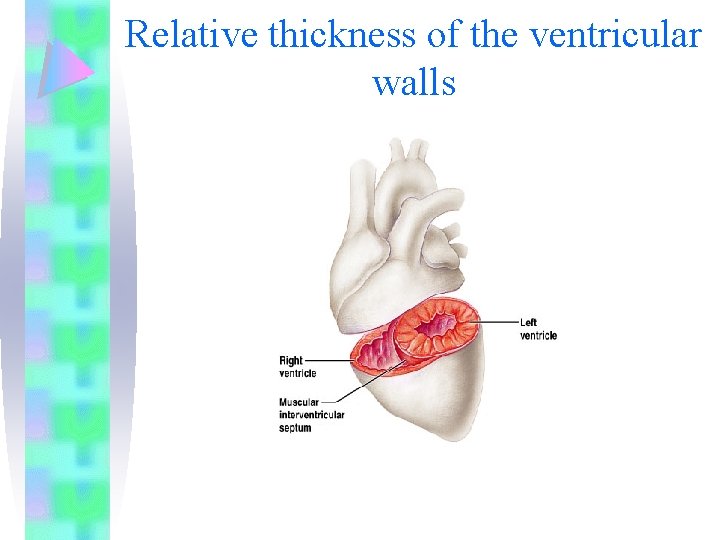 Relative thickness of the ventricular walls 