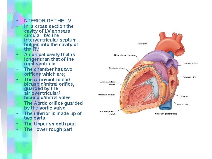  • • • NTERIOR OF THE LV In a cross section the cavity