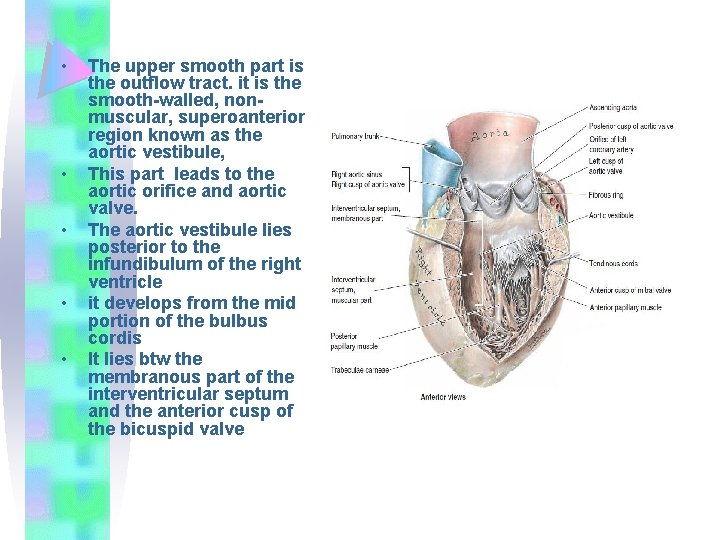  • • • The upper smooth part is the outflow tract. it is