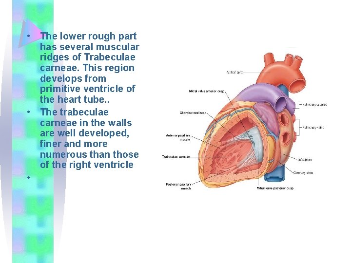  • The lower rough part has several muscular ridges of Trabeculae carneae. This