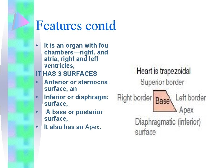Features contd • It is an organ with four chambers—right, and left atria, right