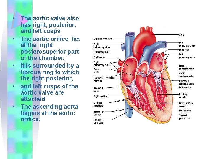  • The aortic valve also has right, posterior, and left cusps • The