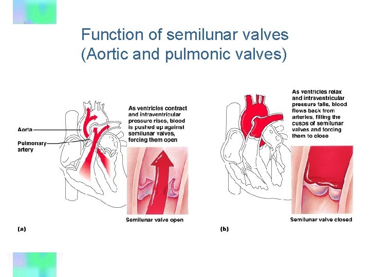 Function of semilunar valves (Aortic and pulmonic valves) 