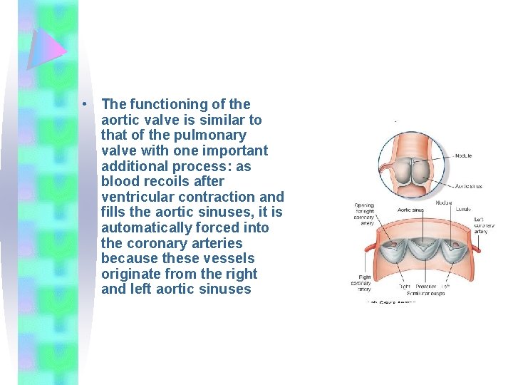  • The functioning of the aortic valve is similar to that of the