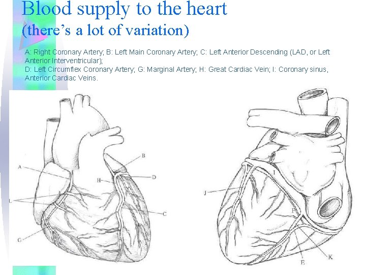 Blood supply to the heart (there’s a lot of variation) A: Right Coronary Artery;