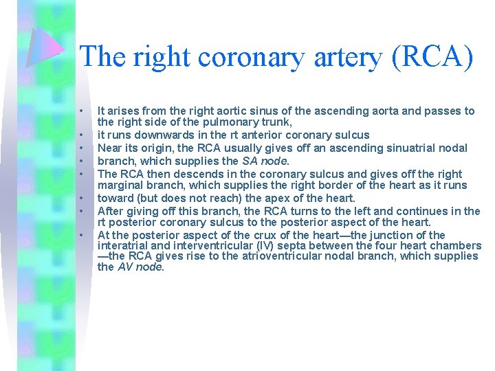 The right coronary artery (RCA) • • It arises from the right aortic sinus