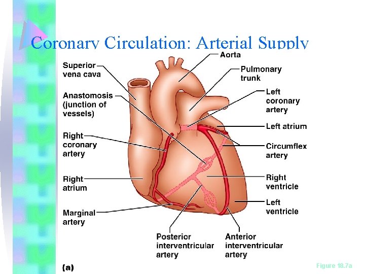 Coronary Circulation: Arterial Supply Figure 18. 7 a 