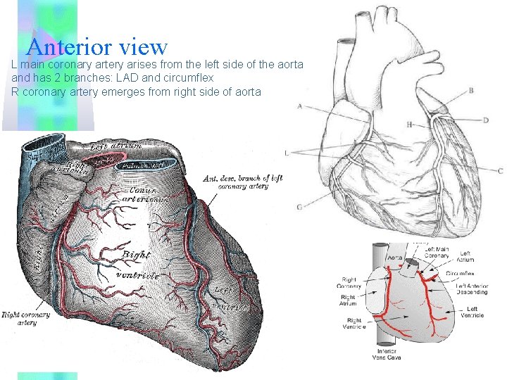 Anterior view L main coronary artery arises from the left side of the aorta