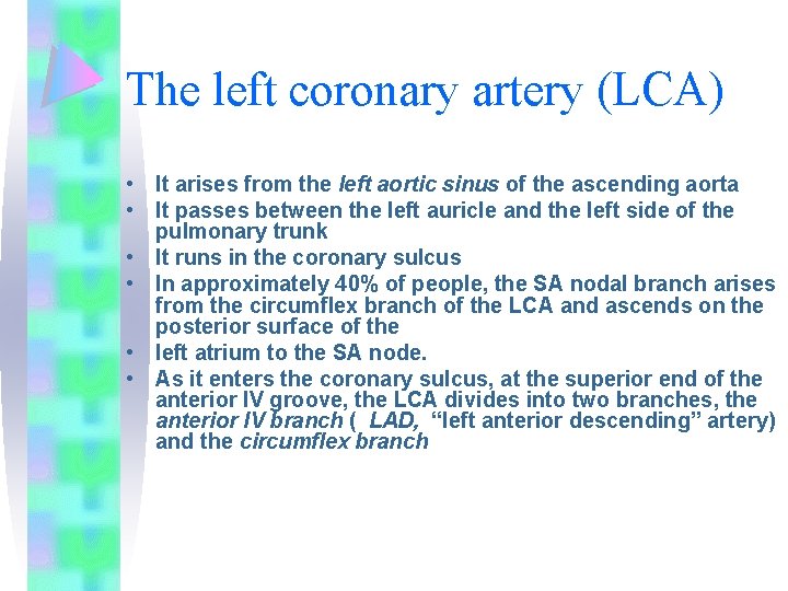 The left coronary artery (LCA) • It arises from the left aortic sinus of